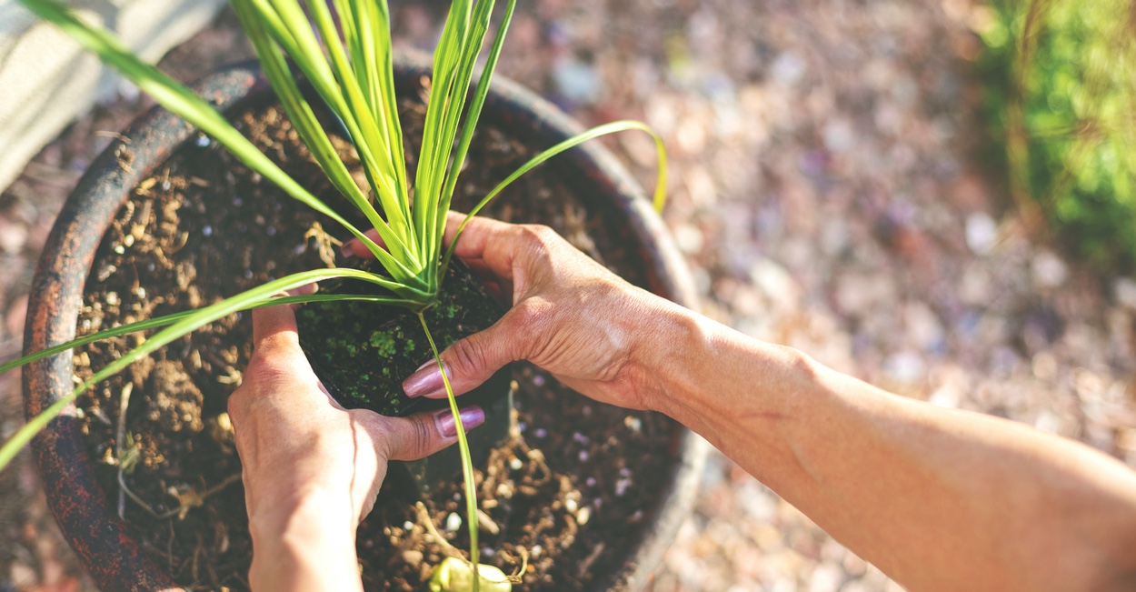 Woman's hands putting plant in soil