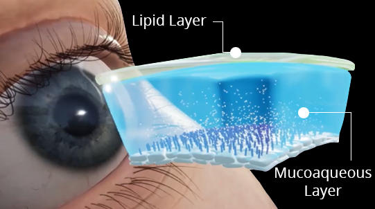 Diagram showing the lipid layers of the eye
