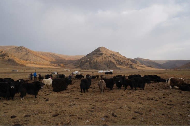 Mongolian steppe grassland, with herd of cattle. Hills in the background.
