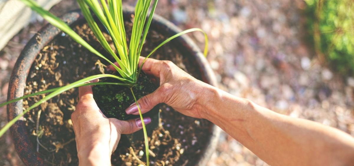 Woman's hands putting plant in soil