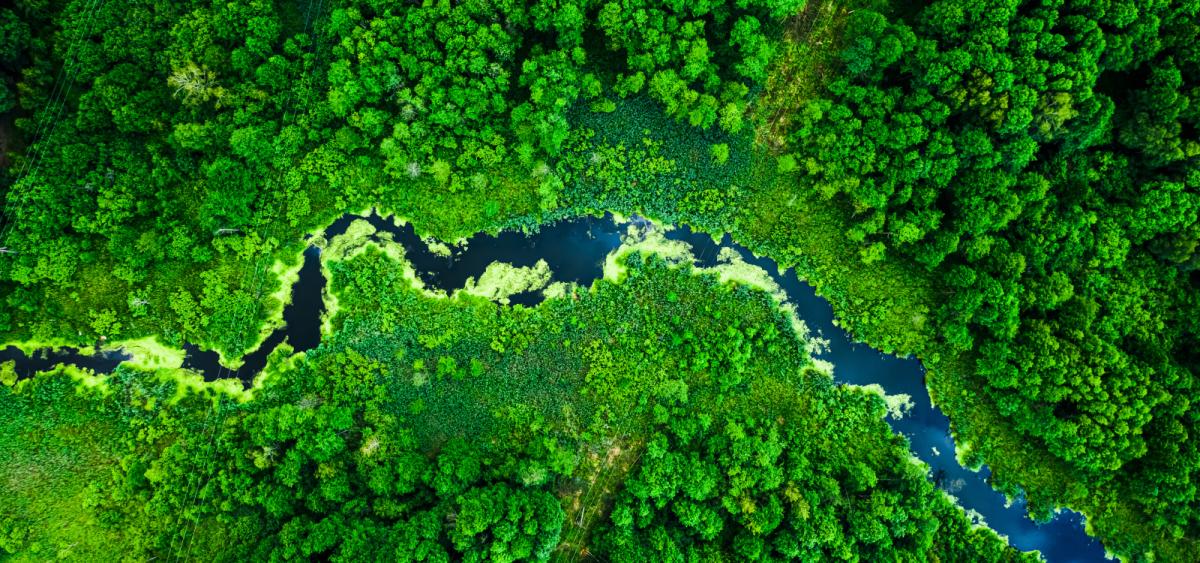 Aerial view of river winding through forest