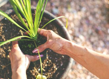 Woman's hands putting plant in soil