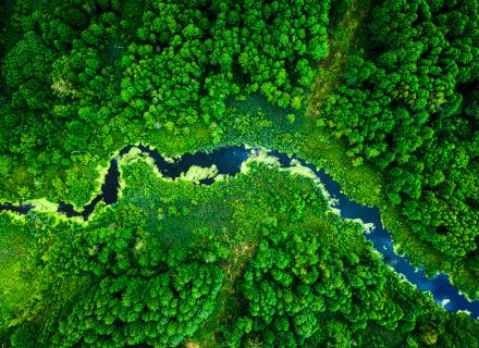 Aerial view of river winding through forest